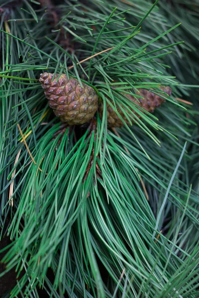 Cones em um ramo de abeto — Fotografia de Stock