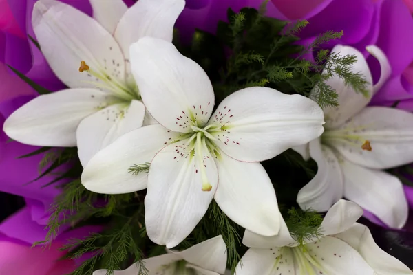 Vereinigung weißer Lilien — Stockfoto