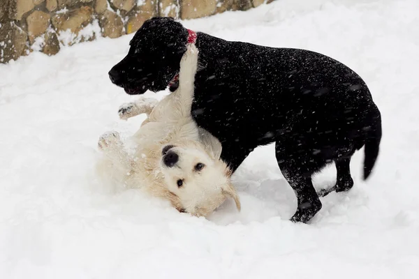 Twee honden, witte en zwarte spelen — Stockfoto