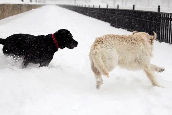 Twee honden, wit en zwart — Stockfoto