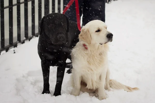 Zwart-wit hond lopen op sneeuw — Stockfoto