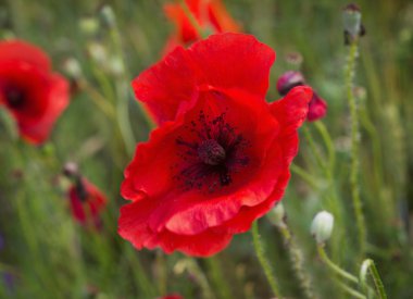 poppy, güzel bir çiçek