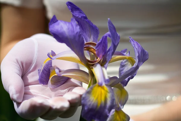 Wedding rings in iris flower — Stock fotografie