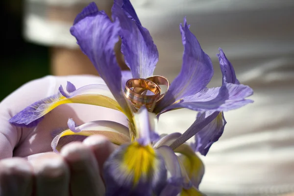 Wedding rings in iris flower — Stock fotografie