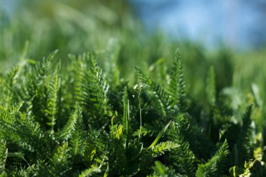 Kalın yeşil, sulu çimenler güneş ışığında baharda büyür.