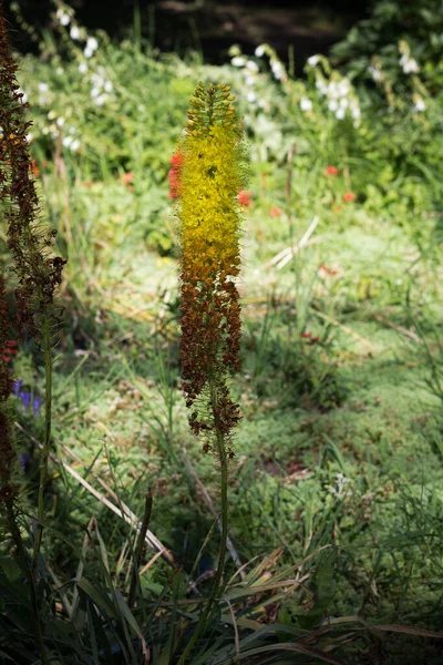 Çiçekli Çilekler Çiçekler Sık Otlarla Dolu Bir Orman — Stok fotoğraf