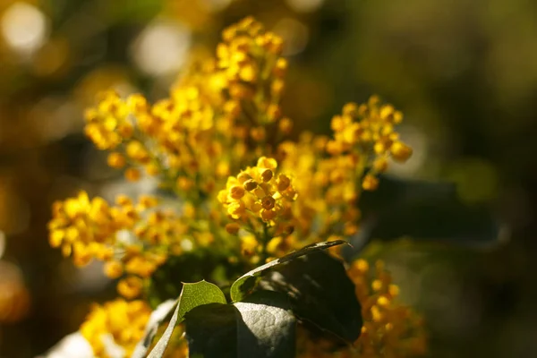 Махония Раскаивается Желтом Красивом Медоносном Дереве Цветущем Саду Весной — стоковое фото