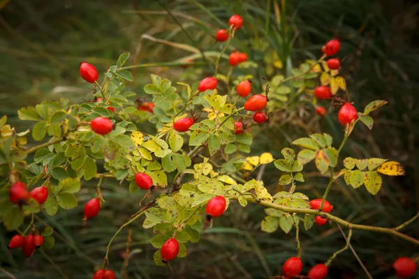 大きな赤い熟した果実のあるバラの茂みは森の秋に成長します — ストック写真