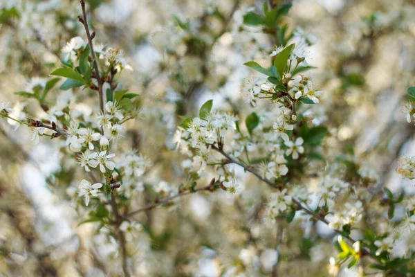 Piękna Wiosna Kwitnące Drzewo Wiśni Białe Kwiaty Ogrodzie Tle Nieba — Zdjęcie stockowe