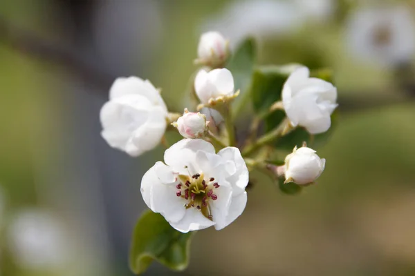 Hermosas Flores Blancas Una Pera Crecimiento Árbol Frutal — Foto de Stock