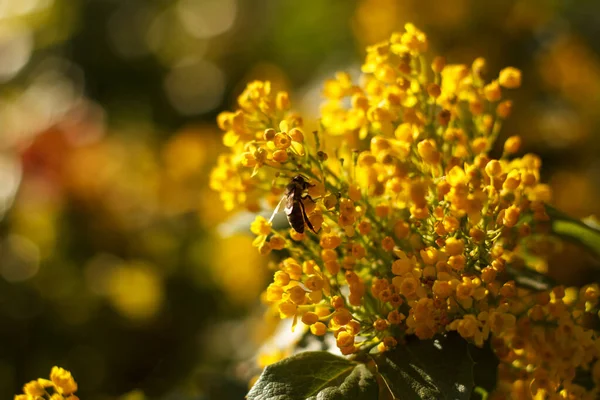 Bee Collects Nectar Blossoming Beautyful Yellow Mahonia Repens Honey Tree — Stock Photo, Image