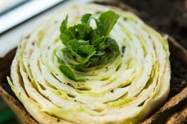 Pekin lahanalarının turba kaplarında yeniden filizlenmesi, toprağa ekmek için bahar hazırlığı.
