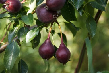 Kırmızı armutlar büyür ve yeşil arka plandaki güzel bir meyve bahçesindeki bir ağaçta olgunlaşır.