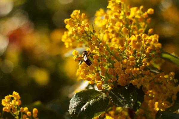 Bee Collects Nectar Blossoming Beautyful Yellow Mahonia Repens Honey Tree — Stock Photo, Image