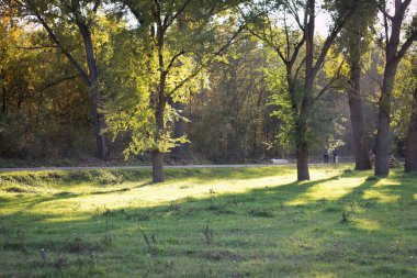 Ormanın güneşli manzarası ve bir grup turistin yürüdüğü patika.
