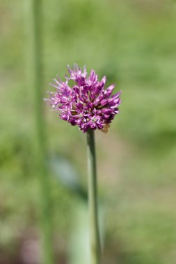 Sapında çiçek açan sarımsak, yeşil arka planda mor çiçekli bir top şeklinde çiçek açar.