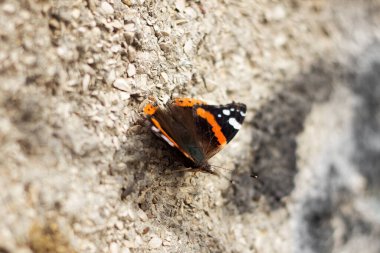 Büyük güzel kelebek, beyaz turuncu benekli siyah böcek gri bir duvarda oturuyor.