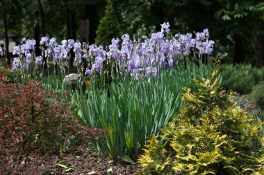 Bahar bahçesi, çeşitli yeşil bitkiler ve çiçek açan mor iris çiçekleri.