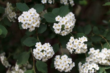 Prunus padus baharda bahçede güzel kokulu çiçekler açar, doğa.