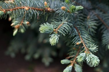 Evergreen Spruce şubesi, büyüyen küçük yeşil dallarla güncellendi.