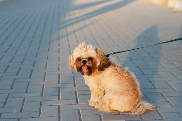 小さな美しい犬ヨークシャー テリアは 太陽を沈む光線の中で 公園で舌で長い散歩の後に座って休んでいます — ストック写真