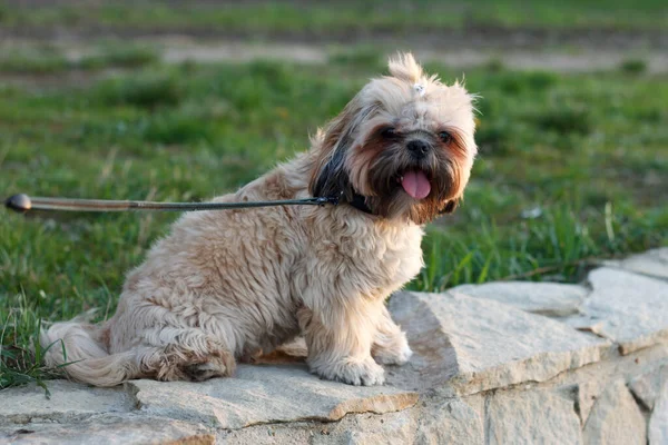 一只漂亮的小狗约克郡泰瑞埃在公园里散步许久后 用皮带捂住舌头 坐着休息 — 图库照片
