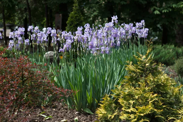 Gradina Primavara Care Sunt Plantate Diferite Plante Verzi Flori Iris — Fotografie, imagine de stoc