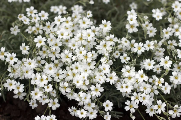 Flores Decorativas Arbusto Con Hermosas Flores Blancas Primavera — Foto de Stock