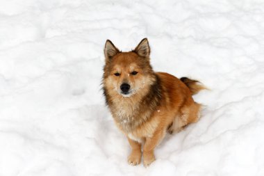 Yumuşak, güzel, oyuncu köpek yavrusu karda oturur ve seyreder.
