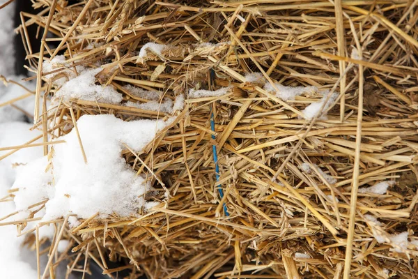 Haystack Yace Cubierto Nieve Temporada Invierno Porque Tuvieron Tiempo Retirarla — Foto de Stock
