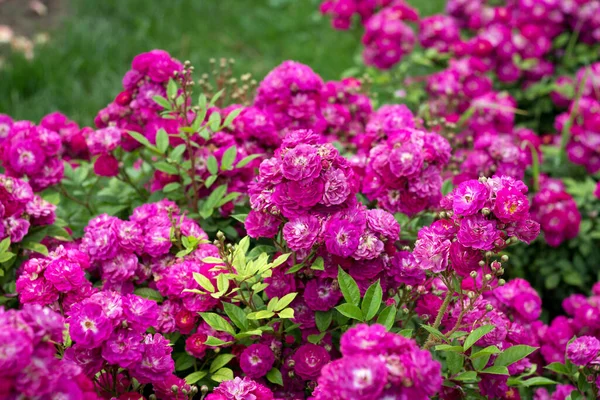 Muchos Hermoso Arbusto Flores Rosas Esponjosas Jardín Verano — Foto de Stock