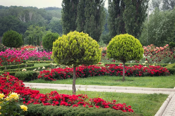 Field Beauty Blossoming Flowers Multicolor Rouses Summer Park — Stock Photo, Image