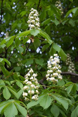 Parlak yeşil yaprakları olan çiçek açan kestane ağacı, tozlaşma dönemi. Bahar mevsimi