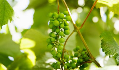 Yeşil olgunlaşmamış üzümler yaz bahçesinde bir dalda yetişir ve şarap için olgunlaşır.