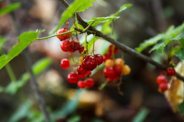 Frenk üzümü, yazın bahçedeki bir çalılıkta yetişip olgunlaşır.