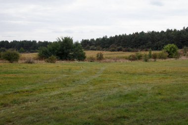 Sonbaharda manzara ormanı, kozalaklı ve yeşil ağaçlar ormanda yetişir.