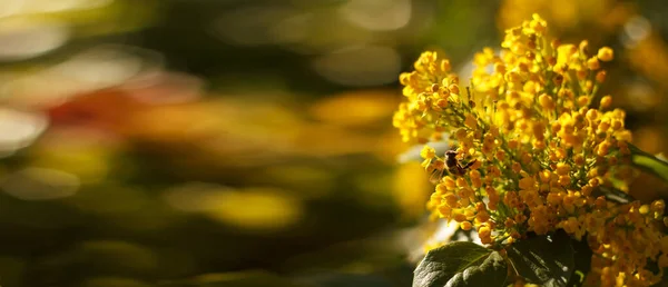 Пчела Собирает Нектар Цветущей Желтой Магонии Медовом Дереве Саду Баннер — стоковое фото