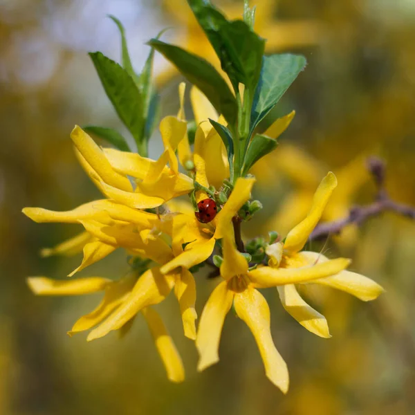 Forsiphy Arbusto Bellamente Floreciendo Amarillo Con Insecto Mariquita Parque —  Fotos de Stock