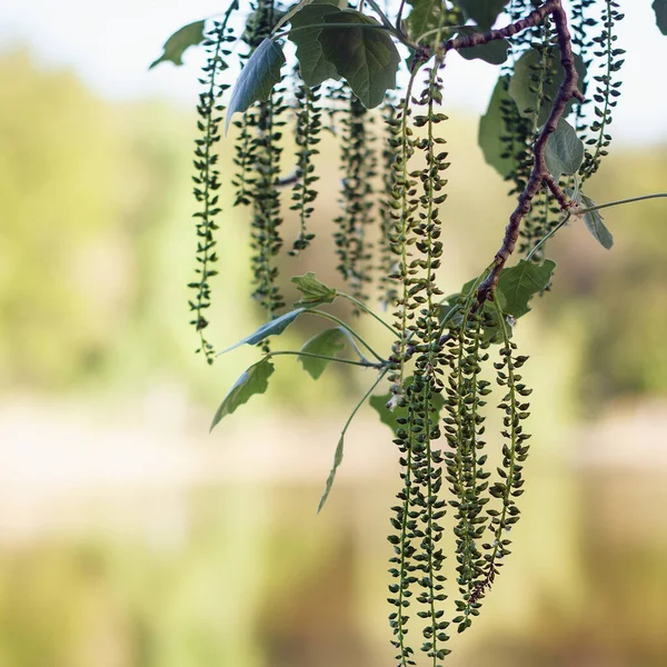 Zelené Břízové Větve Náušnicemi Rostoucími Pozadí Jezera Obrázek Při Západu — Stock fotografie
