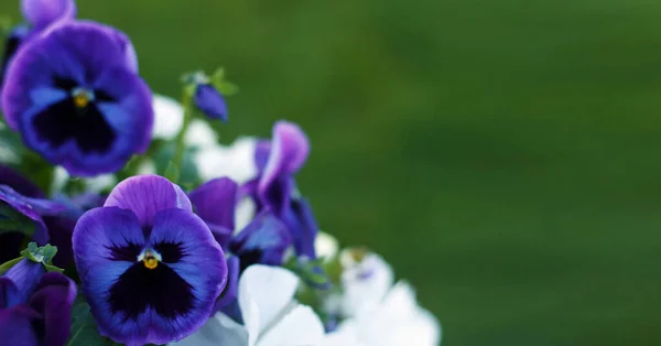 Geranium Odorata Pestrobarevné Fialové Bílé Pole Kvetoucích Letních Květin Zeleném — Stock fotografie