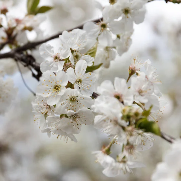 Piękna Wiosna Kwitnące Drzewo Wiśni Białe Kwiaty Białym Tle — Zdjęcie stockowe