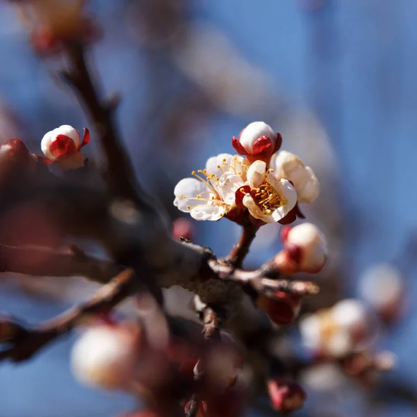 Piękna Wiosna Kwitnące Drzewo Wiśniowe Białe Kwiaty Tle Nieba — Zdjęcie stockowe