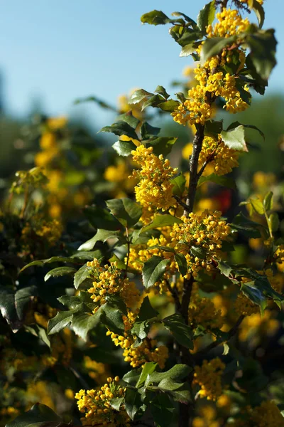 Mahonia Repens Amarillo Hermoso Árbol Miel Florece Jardín Luz Del —  Fotos de Stock