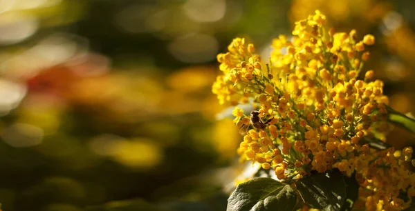 Пчела Собирает Нектар Цветущей Желтой Магонии Мед Дерево Саду — стоковое фото