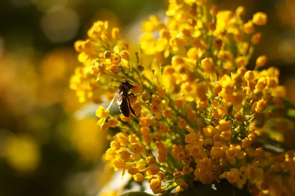 Bee Collects Nectar Blossoming Beautyful Yellow Mahonia Repens Honey Tree — Stock Photo, Image