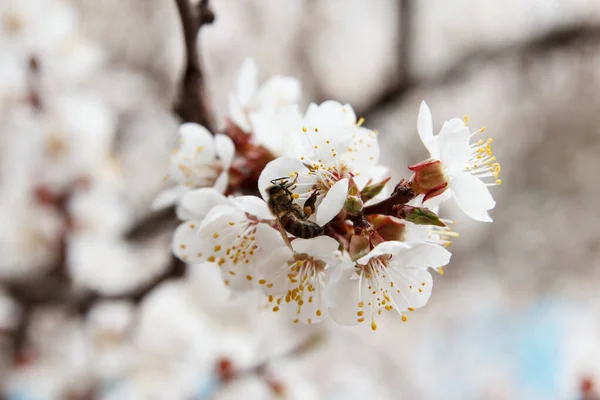 Árvore Fruto Damasco Floresce Com Flores Brancas Primavera Abelhas Polinizam — Fotografia de Stock