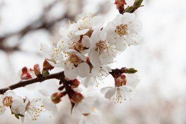 Baharda bahçede sık beyaz çiçekler eşliğinde güzel kayısı meyve ağaçları çiçek açar. Tozlaşma dönemi
