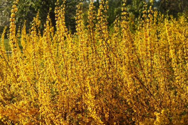 Krzew Forsythia Rodzaj Oliwek Pięknie Kwitnie Wiosną Żółtymi Kwiatami Sezonie — Zdjęcie stockowe