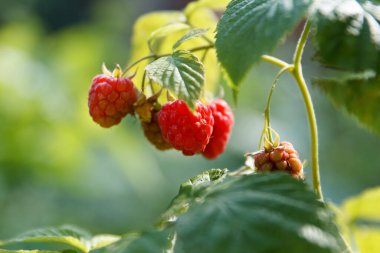 Kırmızı tatlı ve lezzetli ahududu meyveleri yaz bahçesinde dalların üzerinde ekşi