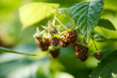 Bahar bahçesinde bir dal üzerinde bir sürü yeşil ahududu